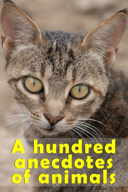 Anecdotes of Animals  - обложка